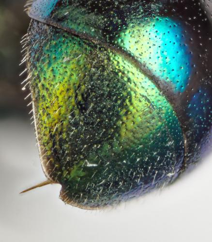 Réf. 293 678 : Omalus puncticollis